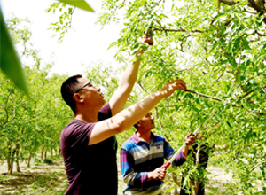 若羌县：23万亩红枣摘心抹芽为丰产打基础